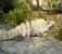 Iguana 3.jpg